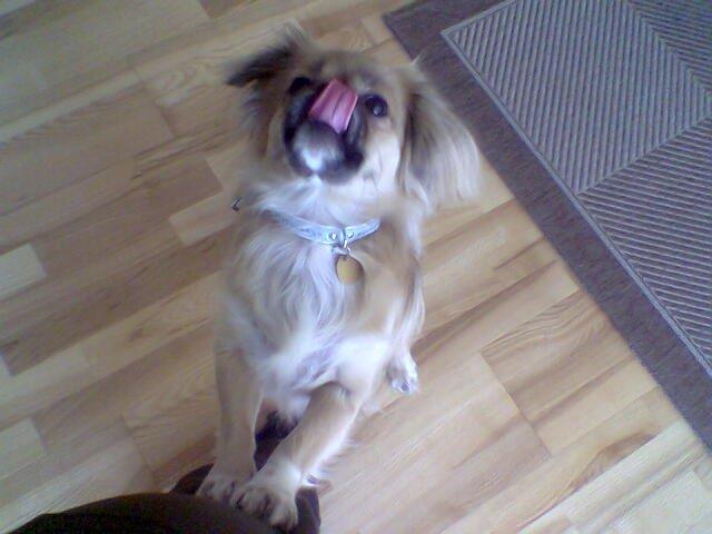 Tibetansk spaniel Gaz ( Famillines hund) billede 2