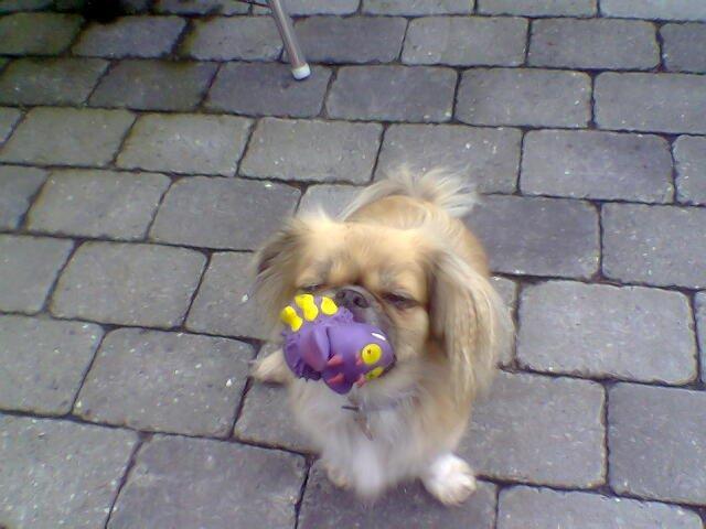 Tibetansk spaniel Gaz ( Famillines hund) billede 3