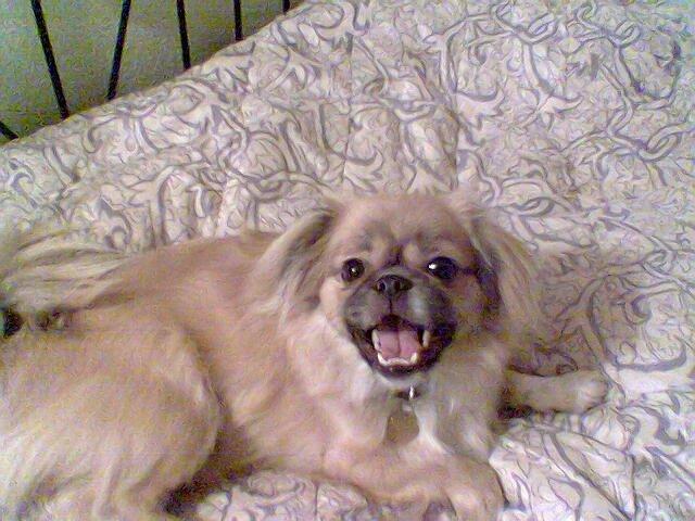 Tibetansk spaniel Gaz ( Famillines hund) billede 5