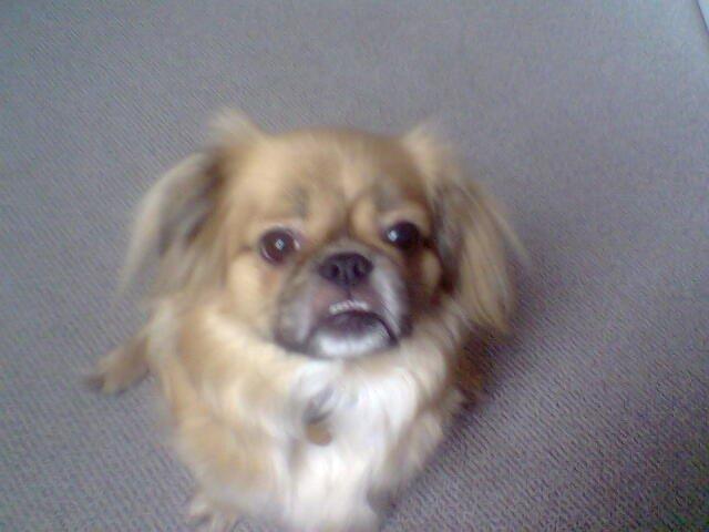 Tibetansk spaniel Gaz ( Famillines hund) billede 6