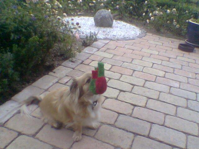 Tibetansk spaniel Gaz ( Famillines hund) billede 7