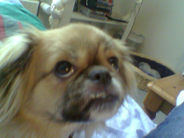 Tibetansk spaniel Gaz ( Famillines hund) billede 8