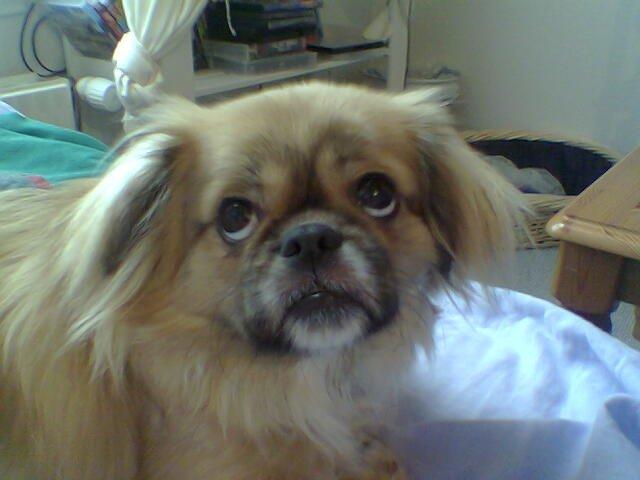 Tibetansk spaniel Gaz ( Famillines hund) billede 9