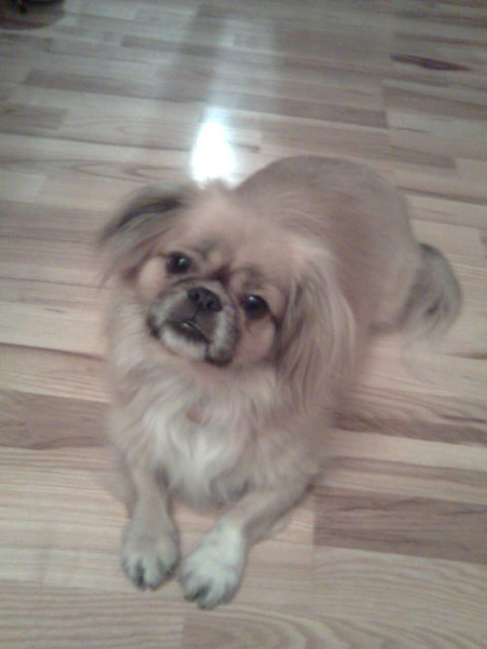 Tibetansk spaniel Gaz ( Famillines hund) billede 10