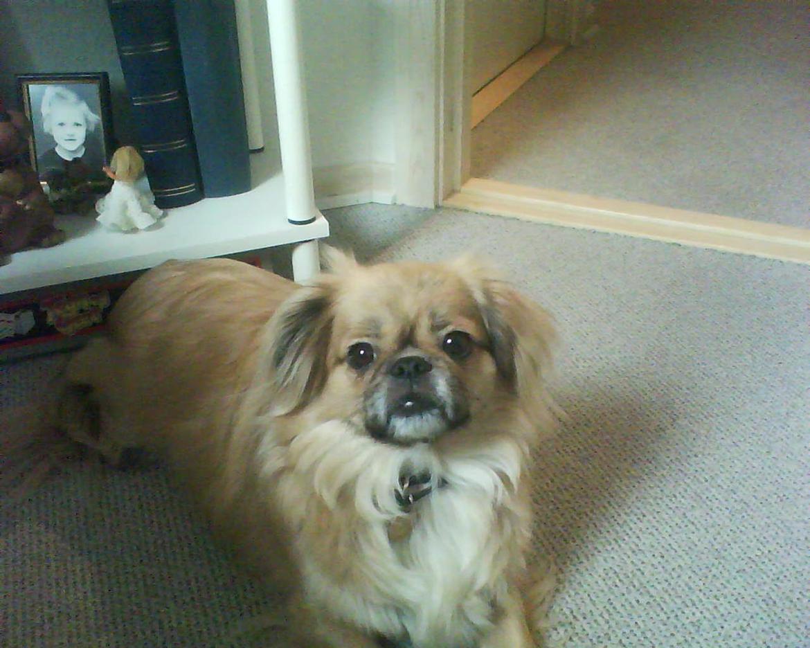 Tibetansk spaniel Gaz ( Famillines hund) billede 11