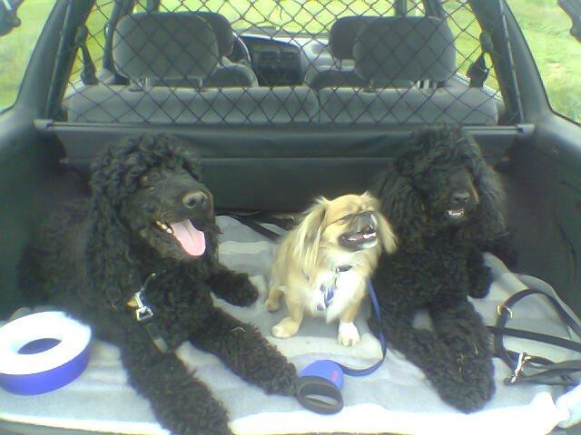 Tibetansk spaniel Gaz ( Famillines hund) billede 12