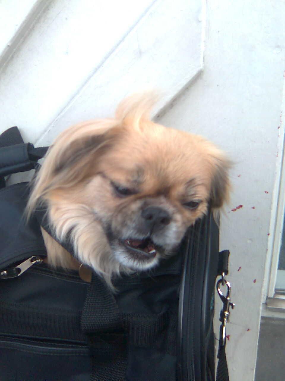 Tibetansk spaniel Gaz ( Famillines hund) billede 13