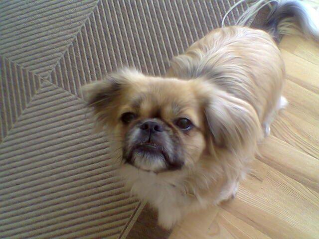 Tibetansk spaniel Gaz ( Famillines hund) billede 14