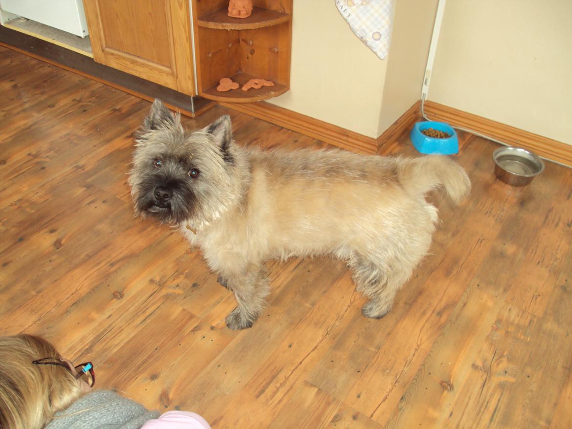Cairn terrier Louis billede 1