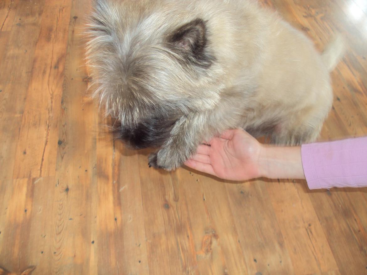 Cairn terrier Louis billede 2