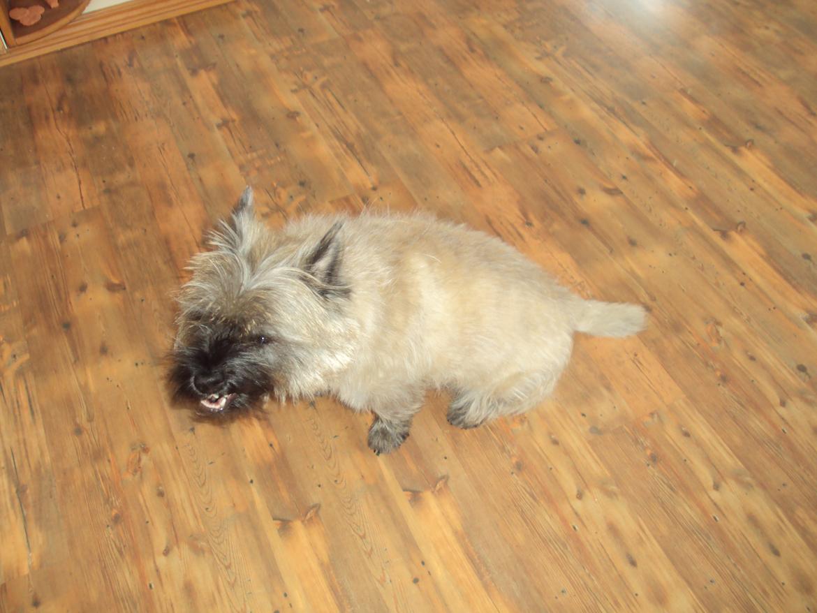 Cairn terrier Louis billede 3