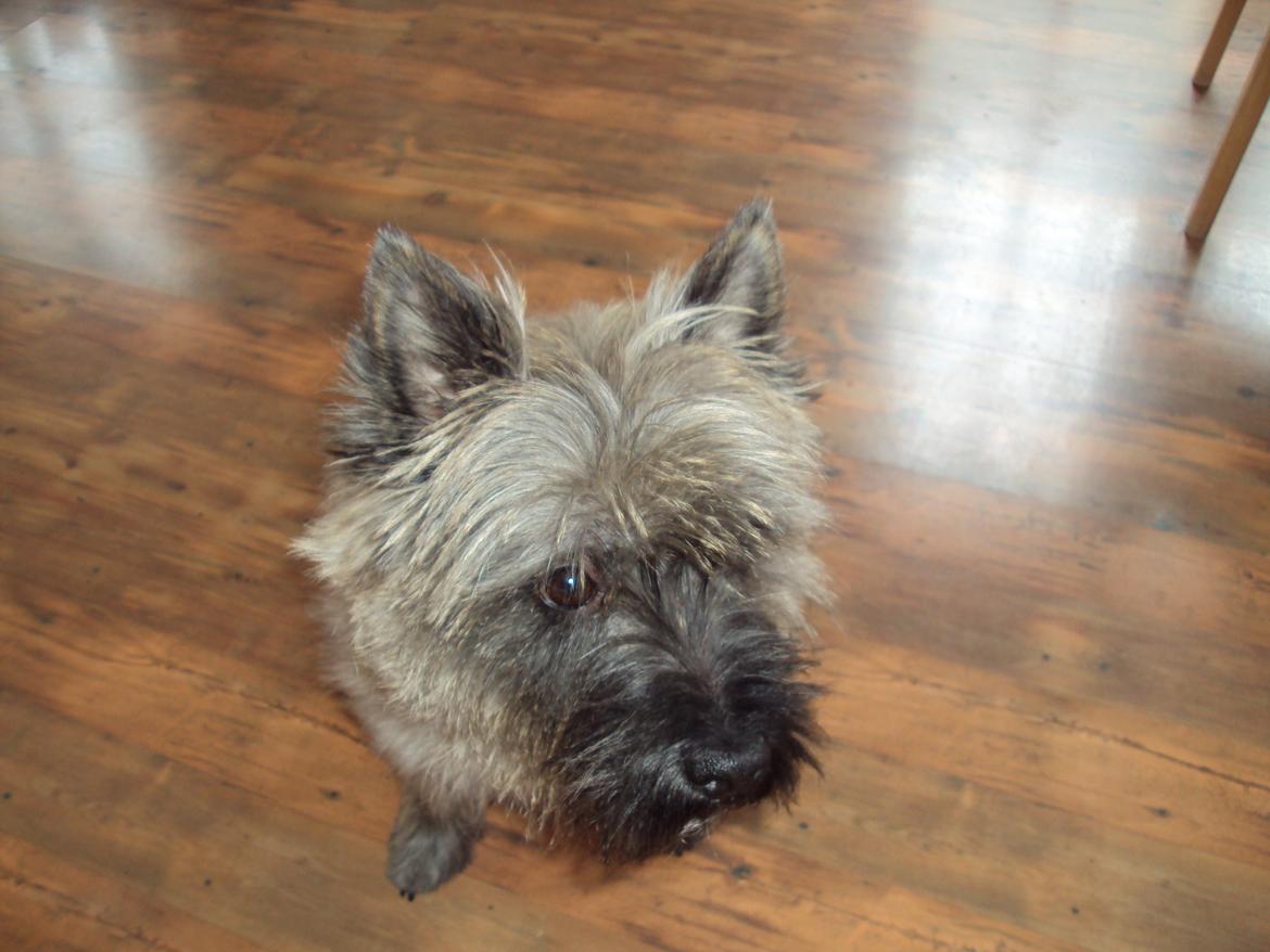 Cairn terrier Louis billede 4