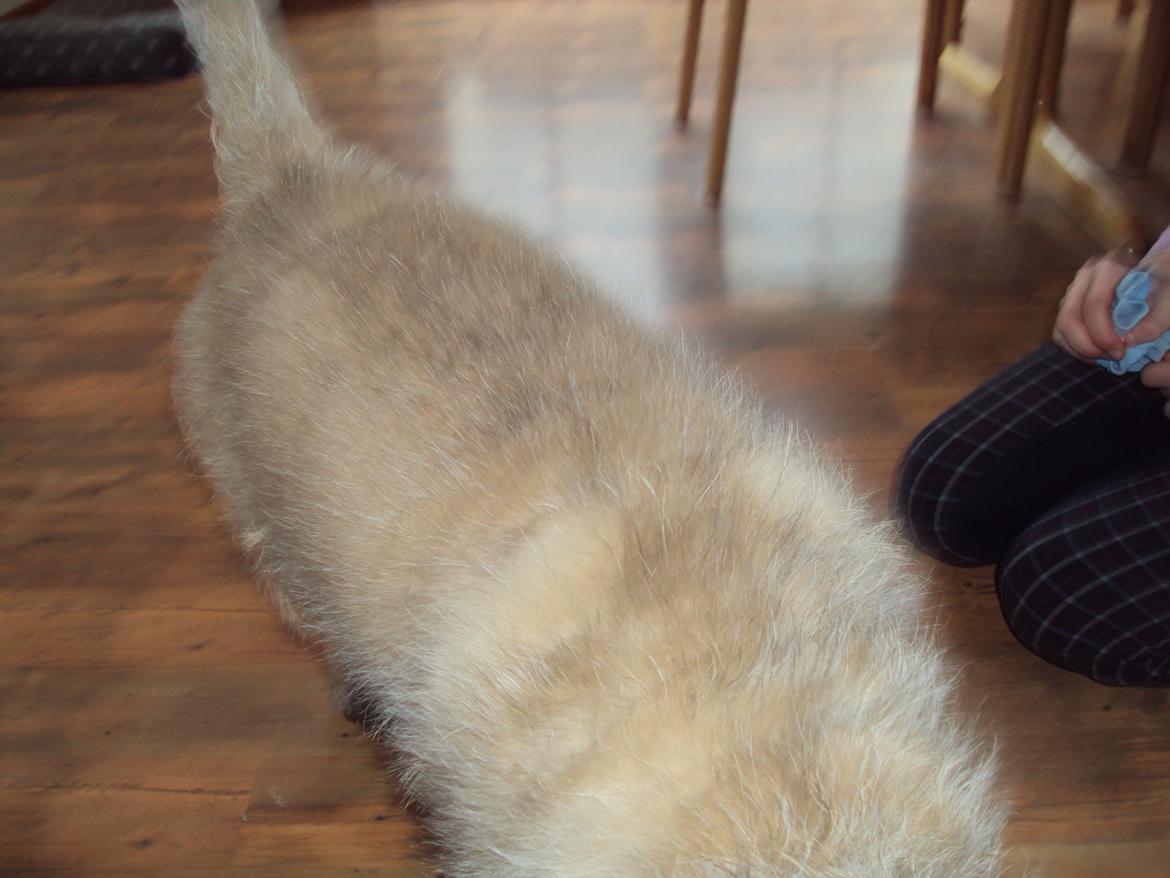 Cairn terrier Louis billede 5