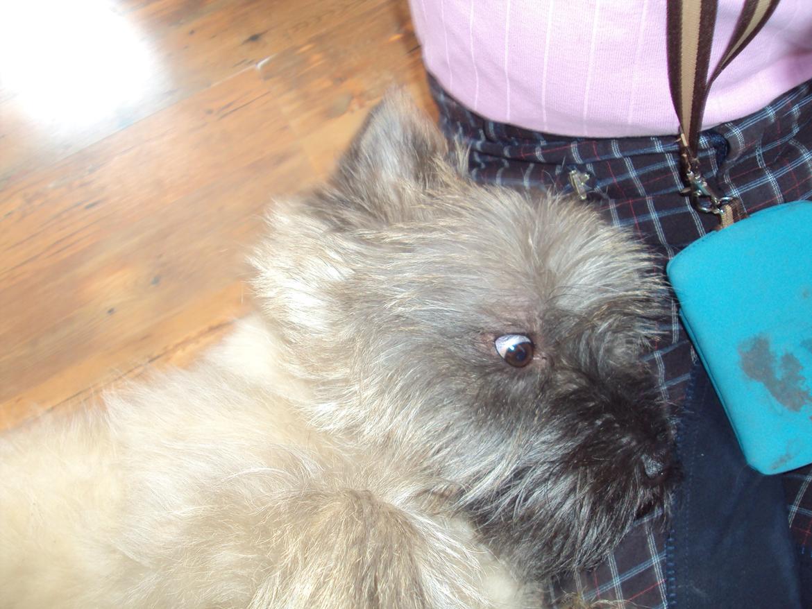 Cairn terrier Louis billede 7