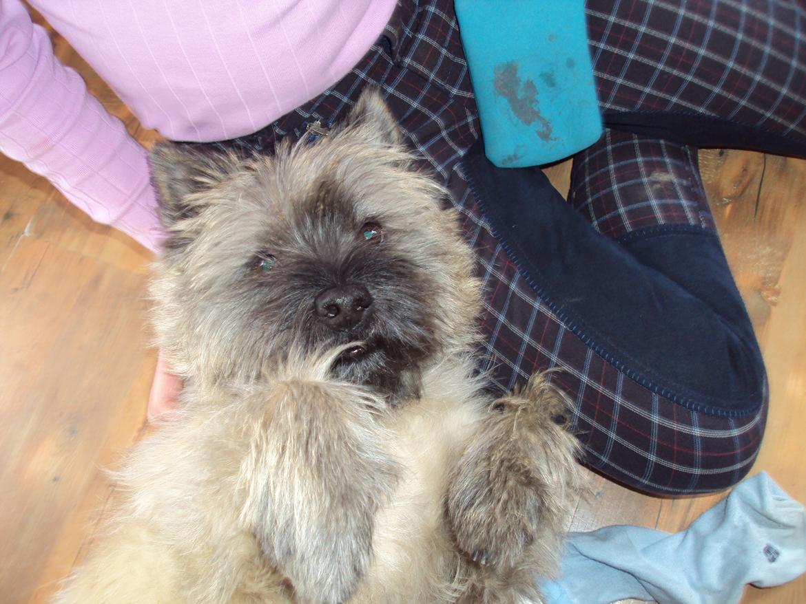 Cairn terrier Louis billede 8
