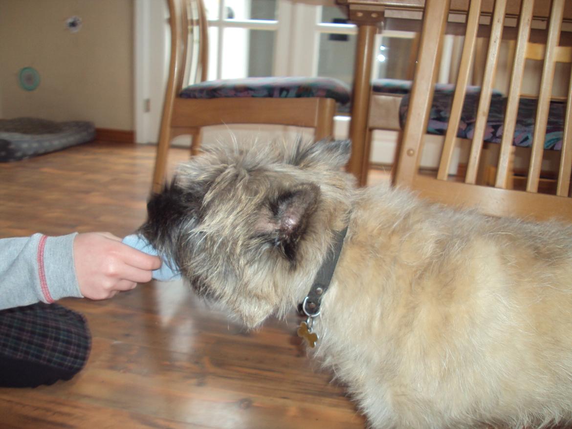 Cairn terrier Louis billede 9