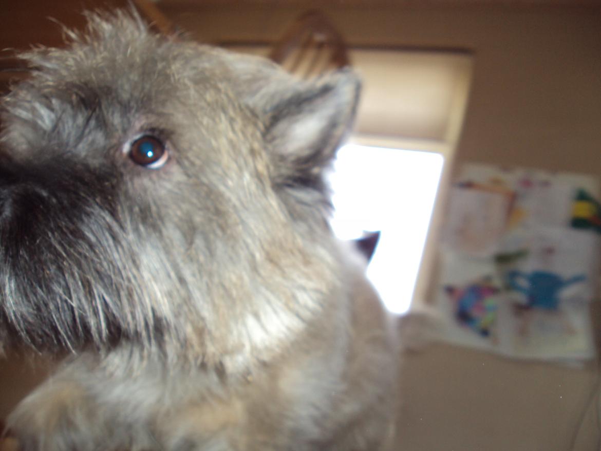 Cairn terrier Louis billede 10