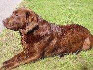 Labrador retriever Cassatas Modesty Marigold (Luna) billede 3