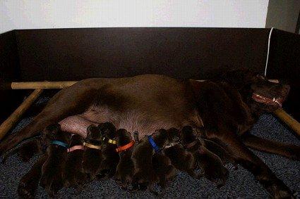 Labrador retriever Cassatas Modesty Marigold (Luna) billede 6