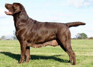 Labrador retriever Cassatas Modesty Marigold (Luna) billede 2