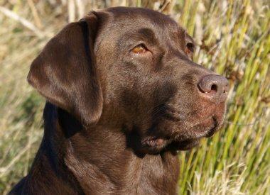 Labrador retriever Cassatas Modesty Marigold (Luna) billede 1