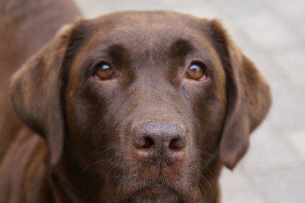 Labrador retriever Cassatas Modesty Marigold (Luna) billede 8