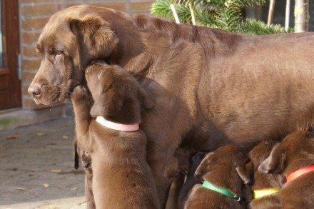 Labrador retriever Cassatas Modesty Marigold (Luna) billede 4