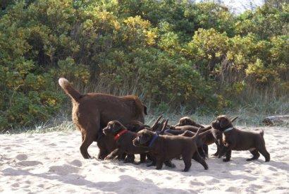 Labrador retriever Cassatas Modesty Marigold (Luna) billede 9