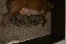 Labrador retriever Cassatas Modesty Marigold (Luna) billede 7