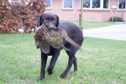 Labrador retriever Lab Luna´s Avra for Laura - Billedet er fra da Laura var 1-2 år :-) billede 4