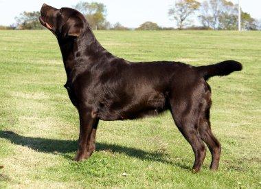 Labrador retriever Lab Luna´s Avra for Laura billede 3