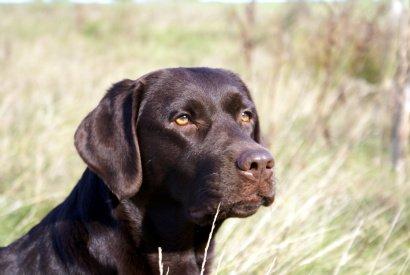 Labrador retriever Lab Luna´s Avra for Laura - Hej. Velkommen til min profil. :-) Jeg hedder Laura. :-) billede 1