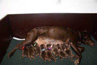 Labrador retriever Lab Luna´s Avra for Laura - Laura med et af hendes kuld billede 5