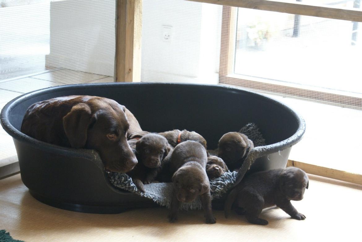 Labrador retriever Lab Luna´s Avra for Laura - Laura med et af hendes kuld billede 6