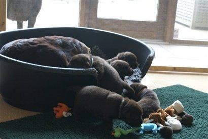 Labrador retriever Lab Luna´s Avra for Laura - Laura med et af hendes kuld billede 7