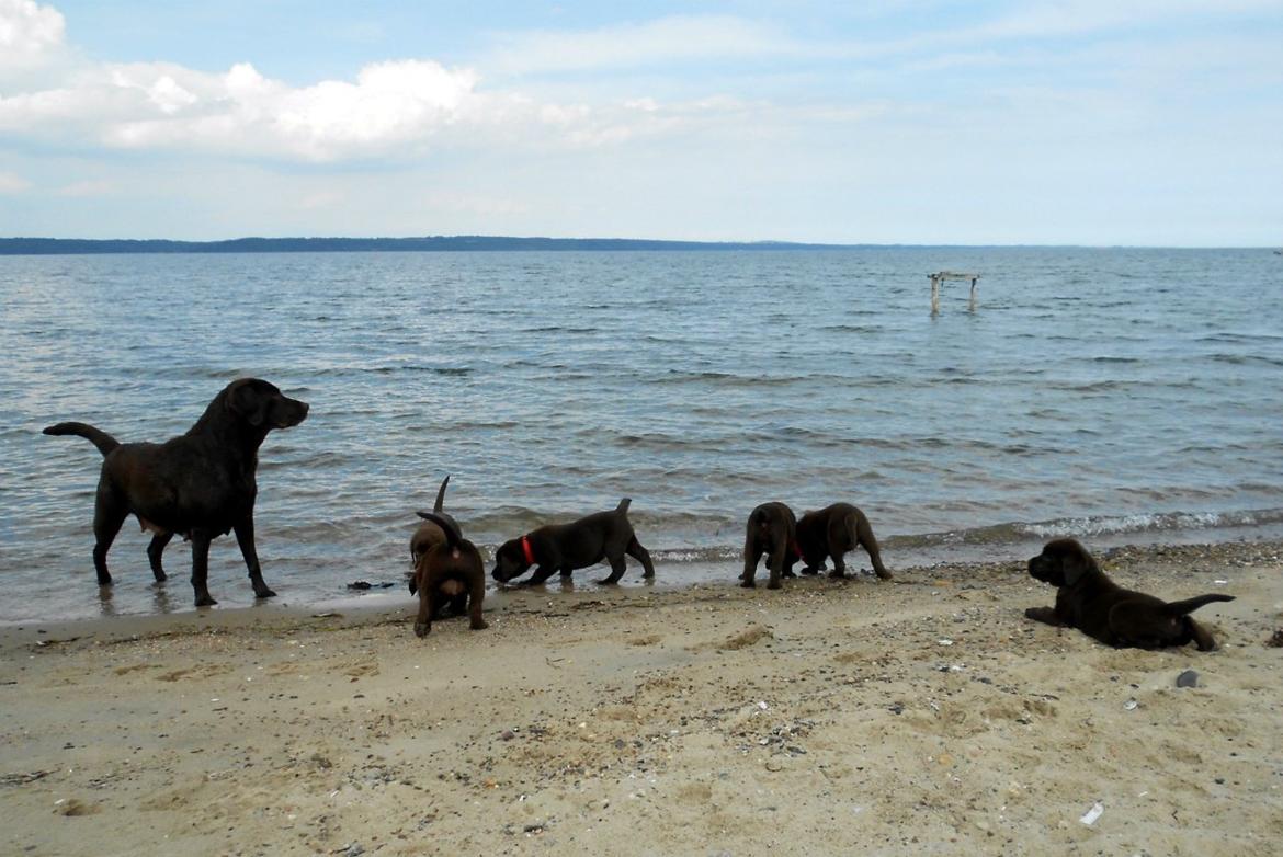 Labrador retriever Lab Luna´s Avra for Laura - Laura med et af hendes kuld billede 8