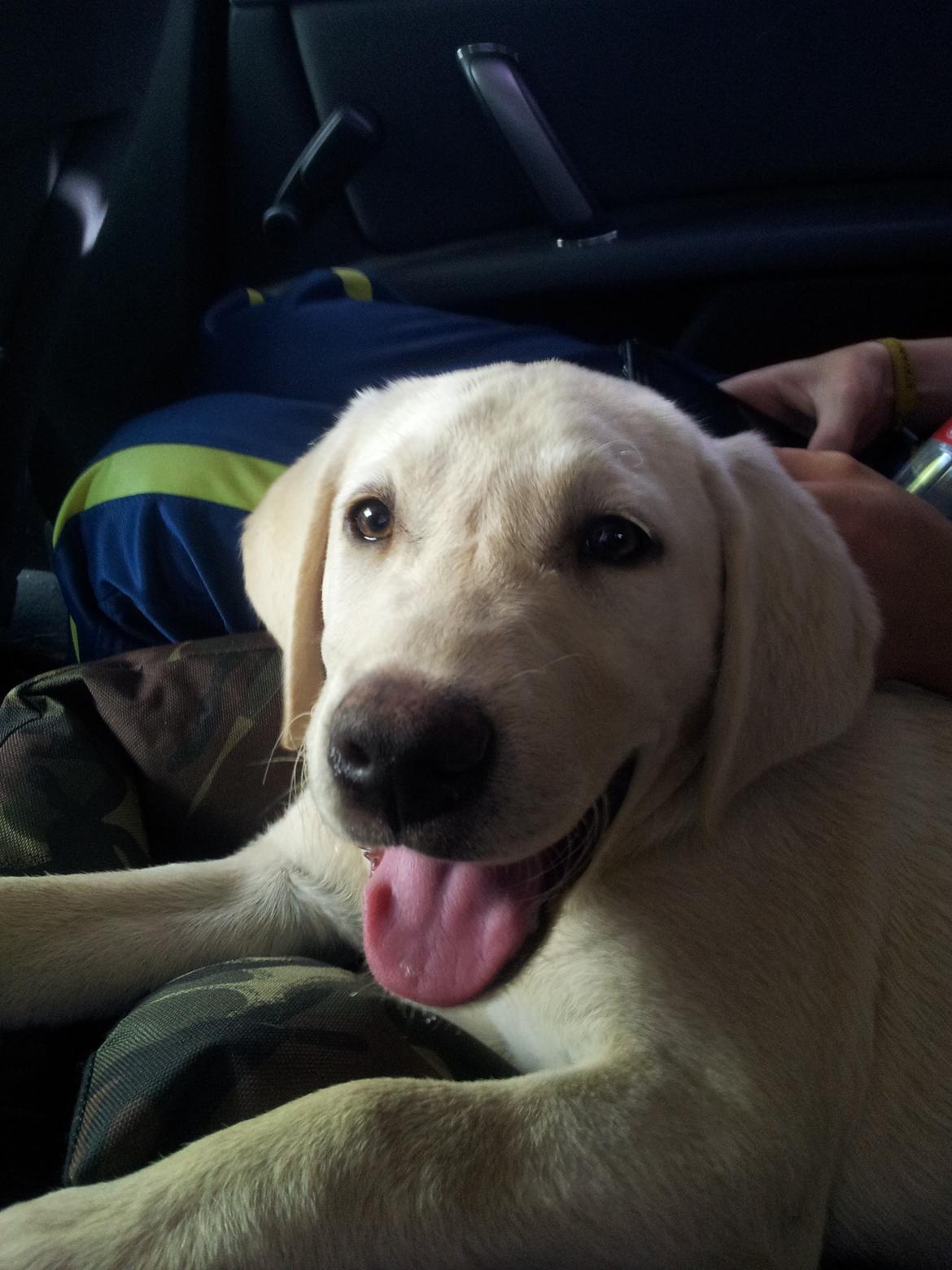 Labrador retriever Rishøjhus's Balu - På vej hjem for første gang billede 2