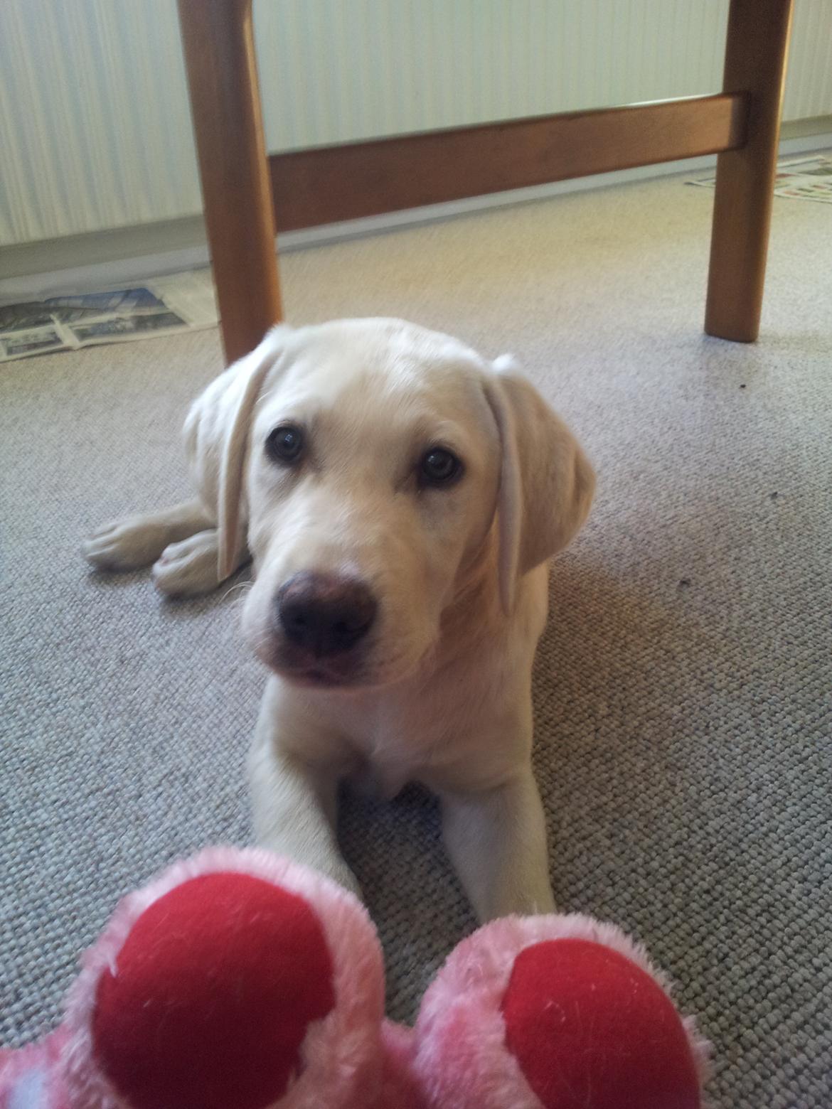 Labrador retriever Rishøjhus's Balu billede 3