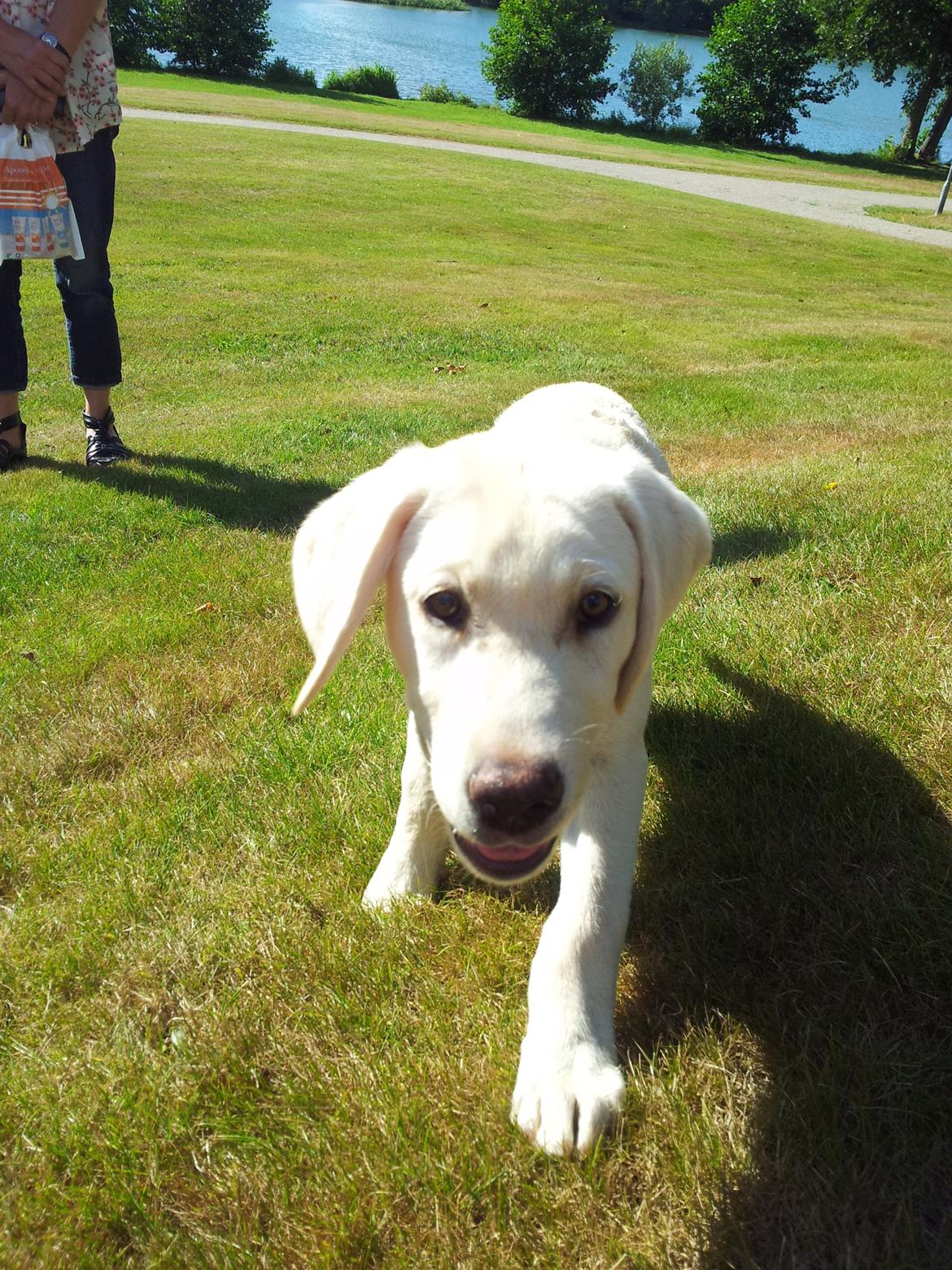 Labrador retriever Rishøjhus's Balu billede 4