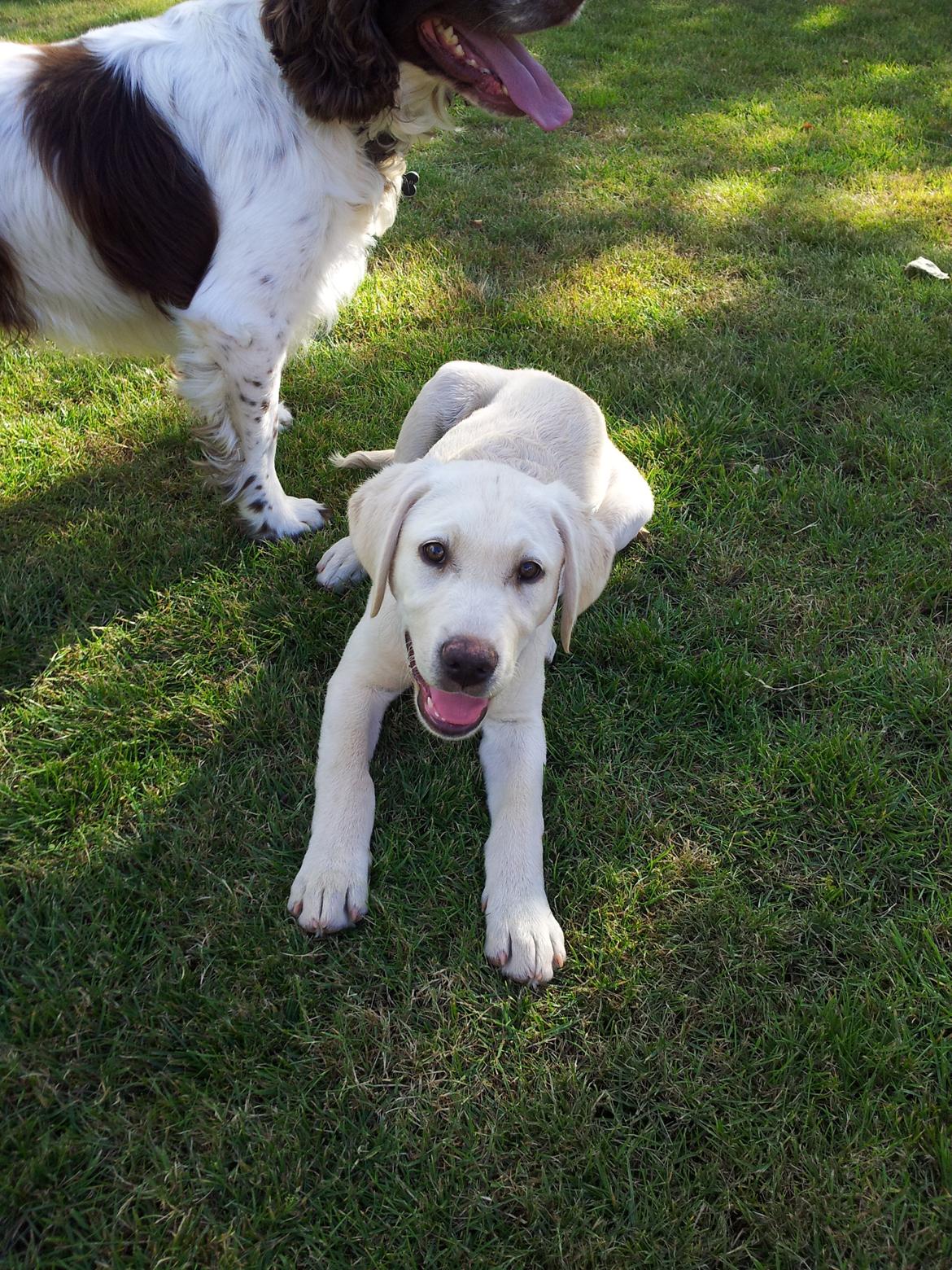 Labrador retriever Rishøjhus's Balu billede 1