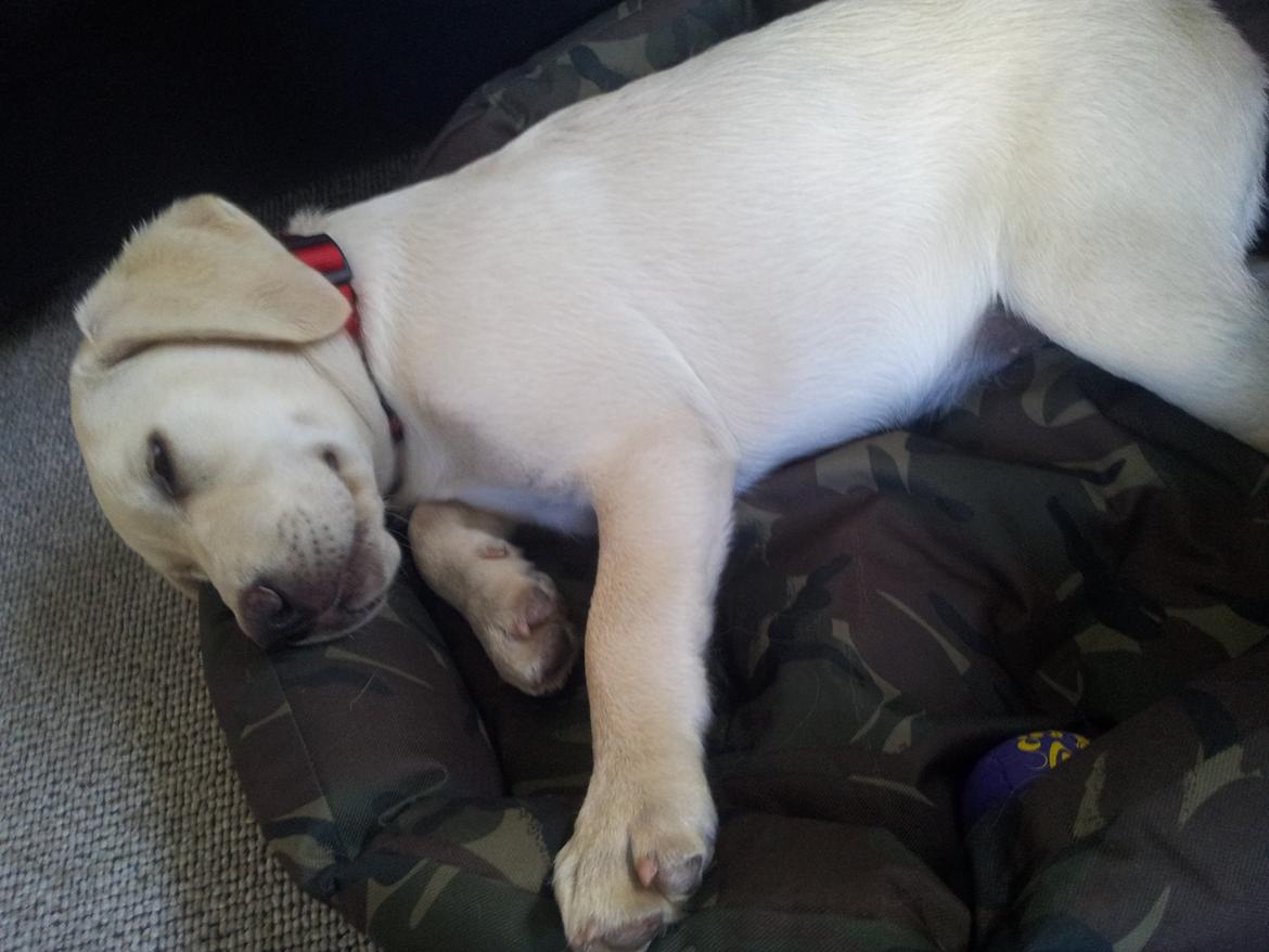 Labrador retriever Rishøjhus's Balu billede 5