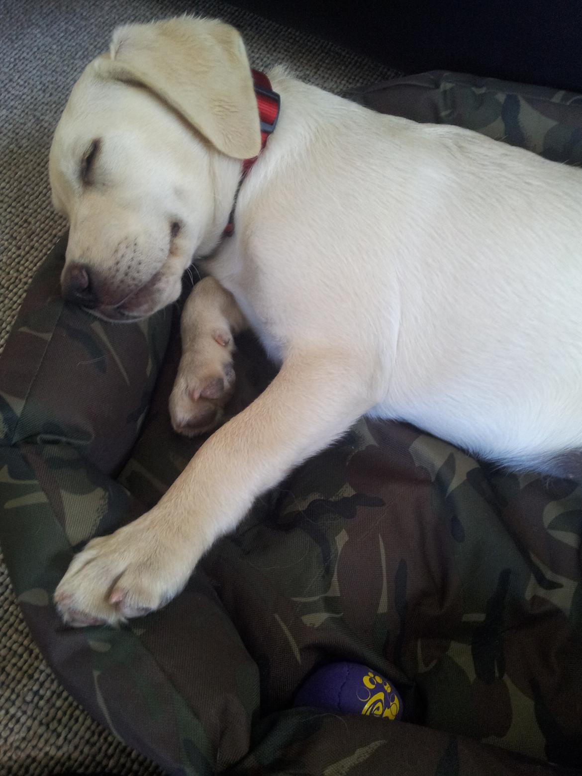 Labrador retriever Rishøjhus's Balu billede 6