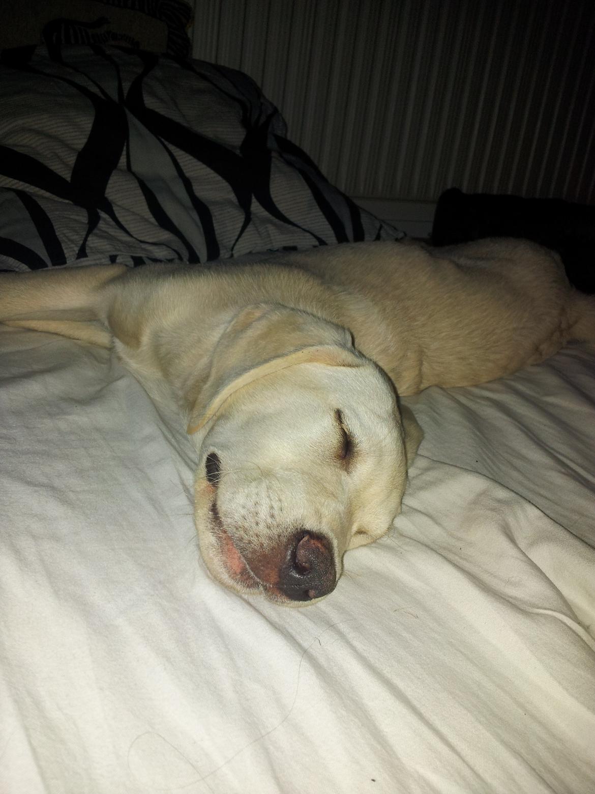 Labrador retriever Rishøjhus's Balu billede 7