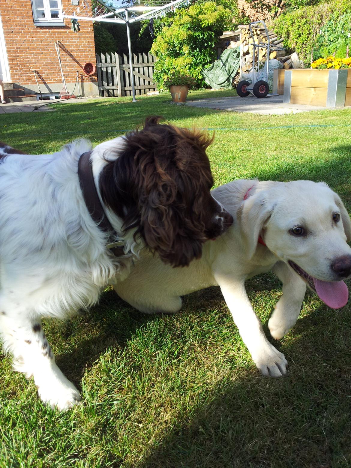 Labrador retriever Rishøjhus's Balu - Leg med nabohunden Nemo billede 8