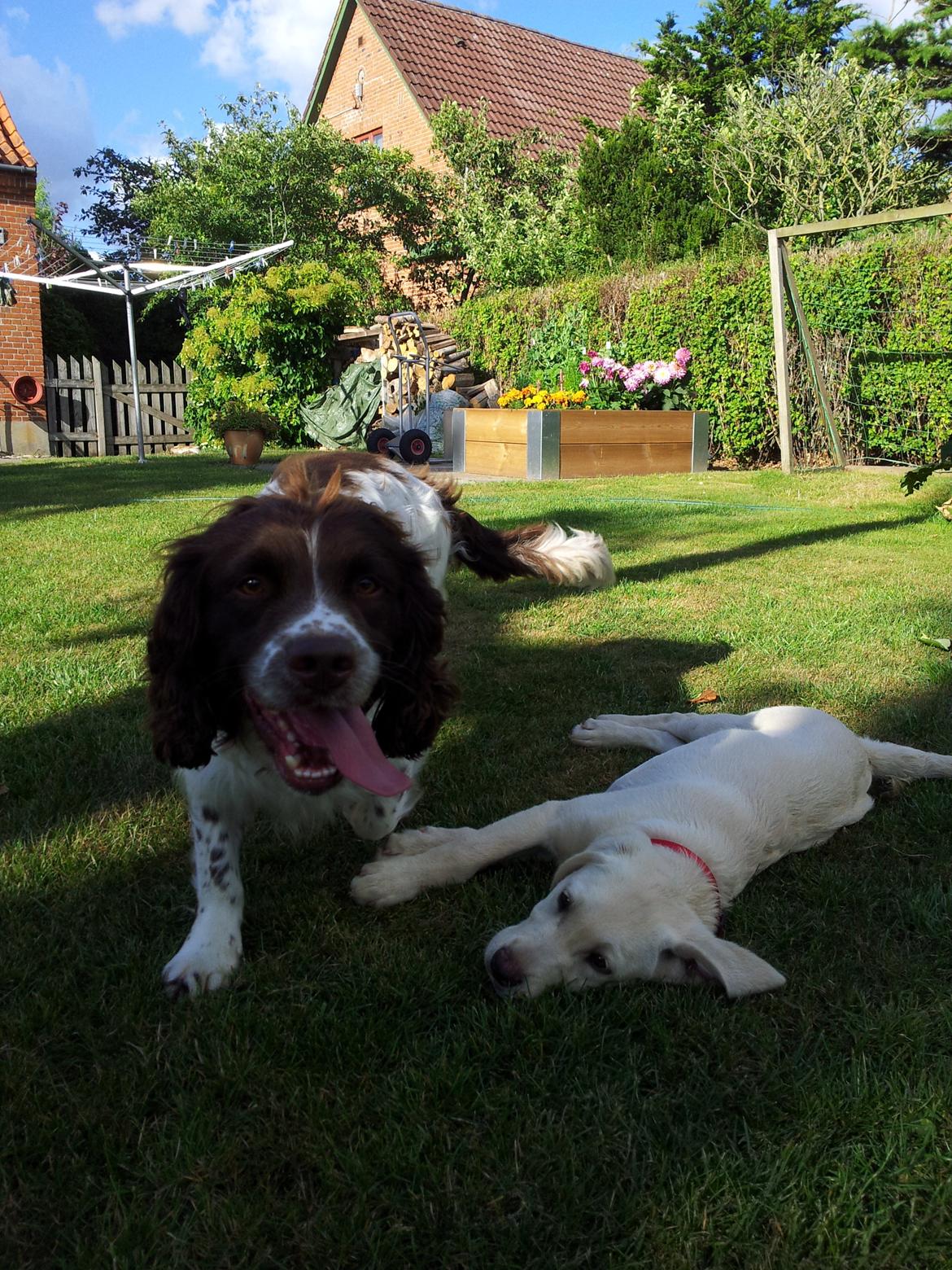 Labrador retriever Rishøjhus's Balu billede 9