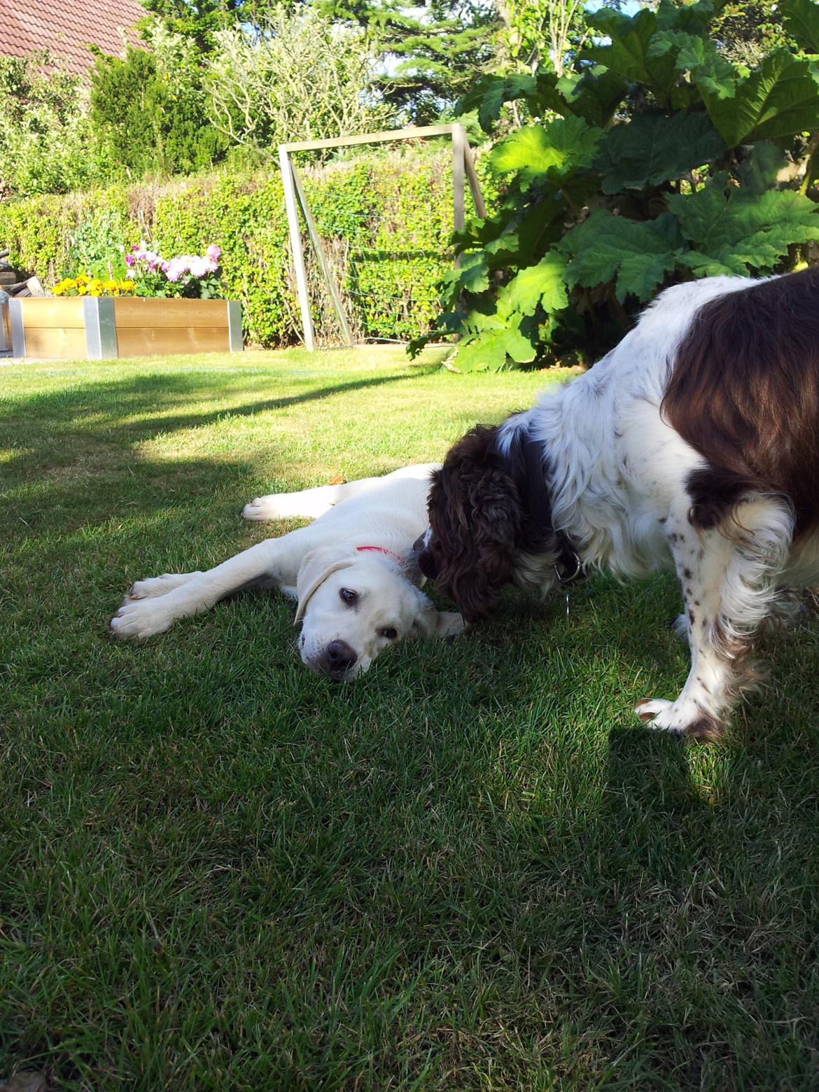 Labrador retriever Rishøjhus's Balu billede 10