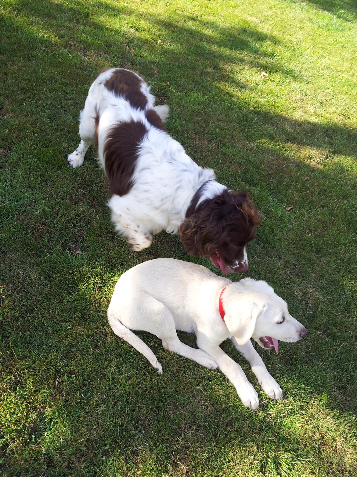 Labrador retriever Rishøjhus's Balu billede 11