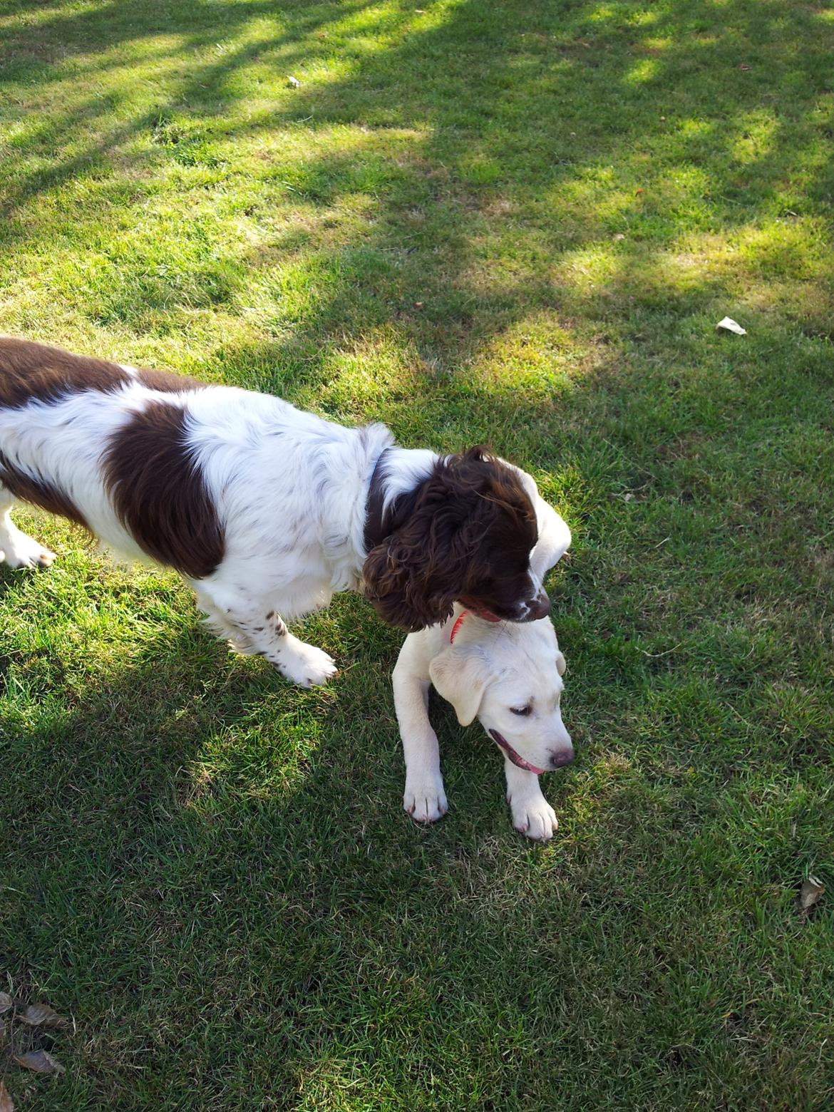 Labrador retriever Rishøjhus's Balu billede 12