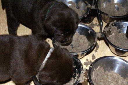 Labrador retriever LabLunas Buldrende Bufas (Ludvig) - Ludvig med det grå halsbånd. :) billede 4