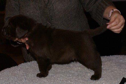 Labrador retriever LabLunas Buldrende Bufas (Ludvig) billede 5